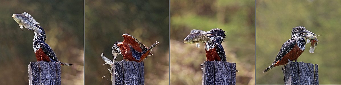 Giant kingfisher with tilapia, by Charlesjsharp