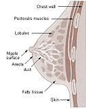 Sagittalschnittebene durch eine weibliche Brust (Schema Aufbau)