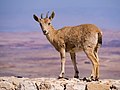 Image 51Juvenile Nubian ibex on a wall at the edge of Makhtesh Ramon