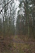 Kivertsi Volynska-Dibrova protected tract-forest way.jpg