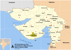 Distribution of lions in India: The Gir Forest, in Gujarat, is the last natural range of about 400 wild Asiatic lions. There are plans to reintroduce some lions to Kuno Wildlife Sanctuary in neighbouring Madhya Pradesh.