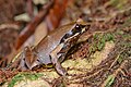 Megophrys major, Greater stream horned frog - Kaeng Krachan National Park