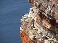 Northern Gannet on Helgoland