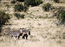 Kāpas kalnu zebra