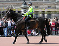 English: This is a dark bay or "brown" horse, as seen by the light hairs around the muzzle. This lightening is not due to Pangare.