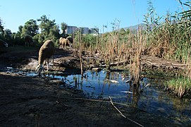 Mouton buvant au milieu des poissons morts.jpg