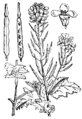 Njívska gorčica [sic!]. (Sinápis arvénsis.) Illustration #172 in: Martin Cilenšek: Naše škodljive rastline, Celovec (1892)