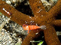 Crevette nettoyeuse Periclimenes imperator sur une Echinaster luzonicus.