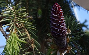 Picea abies Immature cone 2018-05-11.jpg