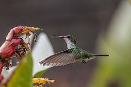 Red-billed streamertail (Trochilus polytmus) female in flight 2