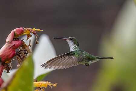 Red-billed streamertail, by Charlesjsharp