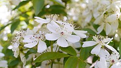 Rosa banksiae var. normalis