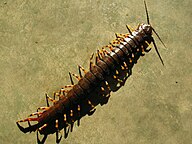 Scolopendra gigantea