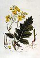 Flora Batava 2 (1807)