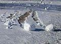 Rollo de nieve en Illinois