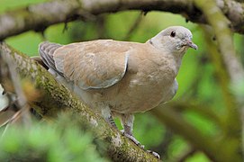 Tourterelle turque (Streptopelia decaocto)