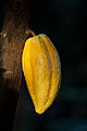 Fêkiya kakaoyê, wêne ji baxçeyê botanîk ê Hammburgê