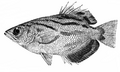 T. microlepis