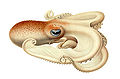 Velodona togata, en art blandt de tiarmede blæksprutter.