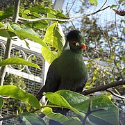 White-cheeked turaco, Birmingham Botanical Gardens - geograph.org.uk - 6067345.jpg