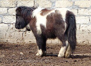 Poni de les Shetland