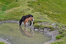 Une jument noire et son poulain roux boivent dans un trou d'eau