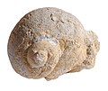 Fossil