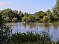 Wilgenvloedbossen en -struwelen in de Ooijpolder