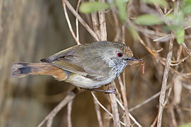 Acanthiza pusilla - Austin's Ferry