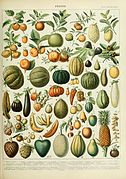 Montage illustration of fruits