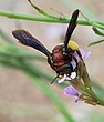אנדרנה (Andrena fuscosa), נקבה משחרת על שלח, שפלת יהודה