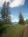 In habitat on Norfolk Island