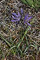 Camassia quamash