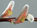 Image 104Salix catkins