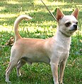 Chihuahua