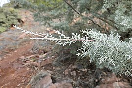 Cupressus glabra, Sedona, Coconino County, Arizona 7.jpg