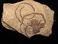 Crinoid