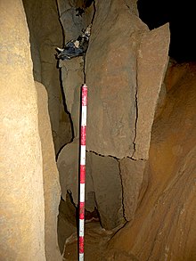 Cráneo de Ursus deningeri en la cueva de Goikoetxe (Busturia, Vizcaya).