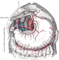 Gambar lebih realistis, menunjukkan celiac artery dan cabang-cabangnya pada manusia; organ hati telah diangkat; lesser omentum dan lapisan anterior greater omentum diambil.