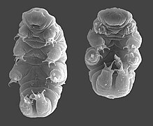 Hypsibius dujardini, un tardigrade