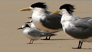 Grote kuifstern naast dwergstern