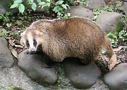 Meles meles anakuma at Inokashira Park Zoo.jpg