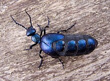 Meloe proscarabaeus femelle, coléoptère de la famille des méloïdés