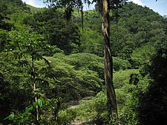 Agalta mendilerroa, Olancho