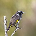 P. n. canescens, Tasmania