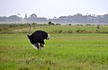 Commons:Ostrich