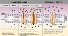 Passive vs Active Membrane Transport-es.svg