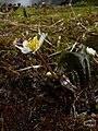 Caltha leptosepala