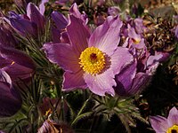 Anemone styriaca