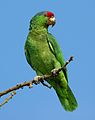 Amazona viridigenalis (cat.)